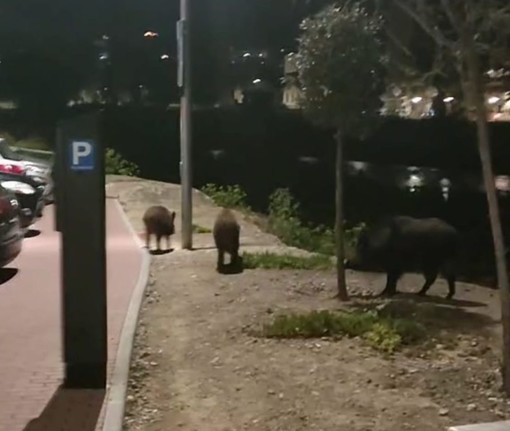 Dall’entroterra all’Impero, dalle colline alle strade cittadine, continua il tour dei cinghiali