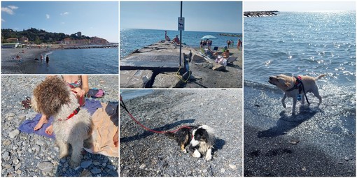 STORIE D'ESTATE/ Dove portare il cane al mare a Imperia: ecco le spiagge dog friendly