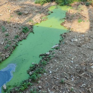 Il torrente Impero si colora di verde e sui social scattano le segnalazioni