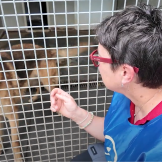 Natale di solidarietà, raccolta di cibo e fondi per i cani  de 'La Cuccia' di Imperia