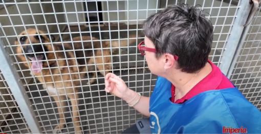 Natale di solidarietà, raccolta di cibo e fondi per i cani  de 'La Cuccia' di Imperia