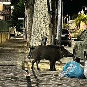 Diano Marina, lo showman Gianni Rossi inseguito da un cinghiale in pieno centro (video)