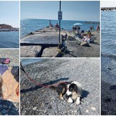 STORIE D'ESTATE/ Dove portare il cane al mare a Imperia: ecco le spiagge dog friendly