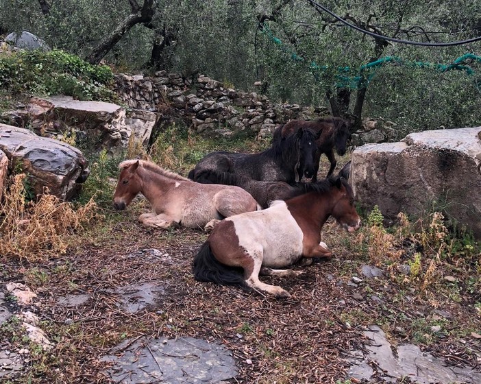 A Villa Faraldi branco di lupi tiene sotto scacco una fattoria, già divorati quattro pony