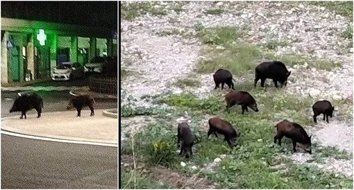 Dall’Impero alla rotonda di via Trento, a Imperia è emergenza cinghiali