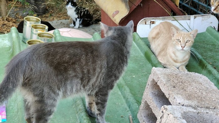 A Imperia è iniziata la caccia agli animali: ragazzini per noia prendono a bastonate gatti e uccelli