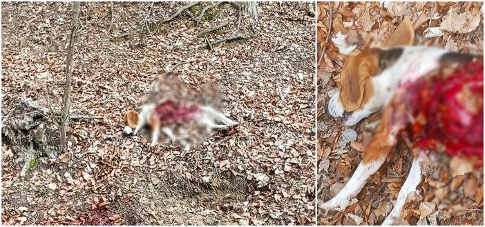 Lupo aggredisce e sbrana una cagnolina ad Aquila d'Arroscia. Il padrone sotto choc: &quot;Se ci fosse stato un bambino? &quot;