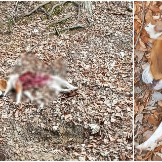 Lupo aggredisce e sbrana una cagnolina ad Aquila d'Arroscia. Il padrone sotto choc: &quot;Se ci fosse stato un bambino? &quot;