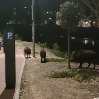 Dall’entroterra all’Impero, dalle colline alle strade cittadine, continua il tour dei cinghiali