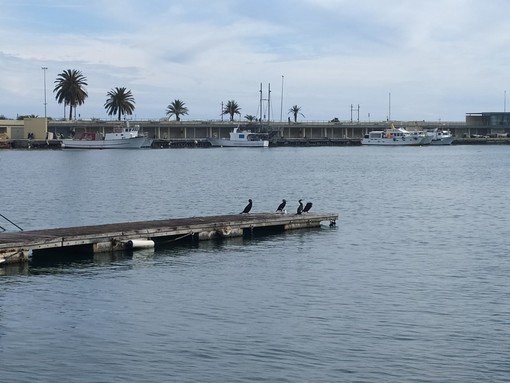 I cormorani da migratori a stanziali popolano in numero crescente anche Imperia