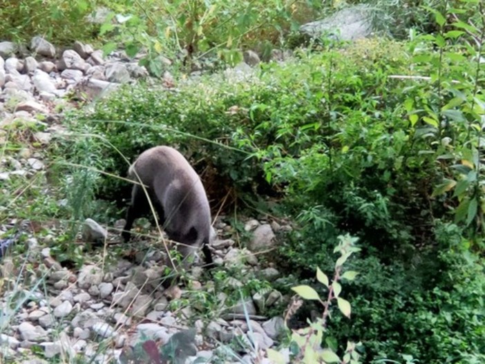 Troppi cinghiali nel centro abitato e nelle zone residenziali periferiche, scatta l’allarme a Villa Faraldi