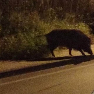 Cinghiali sul Capo Berta tra Diano Marina e Imperia, ora percorrere l’Aurelia è rischioso