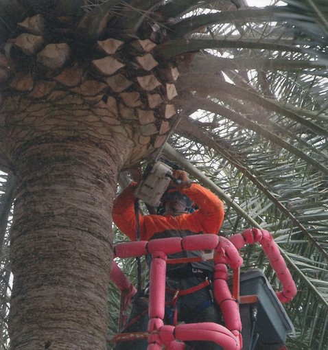 Il Comune di Imperia riparte dalla cura del decoro urbano, impegno di spesa per la manutenzione straordinaria del verde verticale