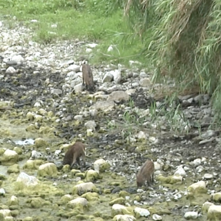 Mamma cinghiale e i suoi cuccioli a spasso nel 'bosco Impero' (video)