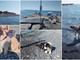 STORIE D'ESTATE/ Dove portare il cane al mare a Imperia: ecco le spiagge dog friendly