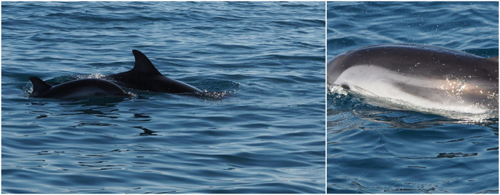 Mamma e cucciolo nuotano davanti alla costa imperiese