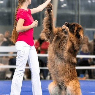 Petfestival 2023: per la prima volta in Italia i Campionati Europei di Dog Dance