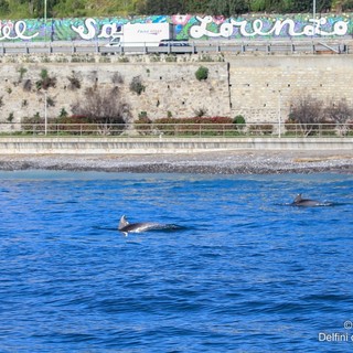 Tursiopi vicinissimi alla costa, iniziata la primavera dei cetacei (foto)