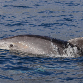 A Imperia un “Aperidolphin” per conoscere da vicino il mondo dei cetacei