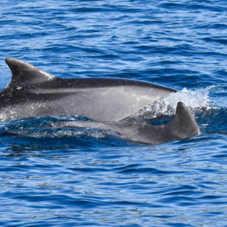 Pubblicato sul prestigioso portale Marine Biology un articolo sull’attività dei Delfini del Ponente