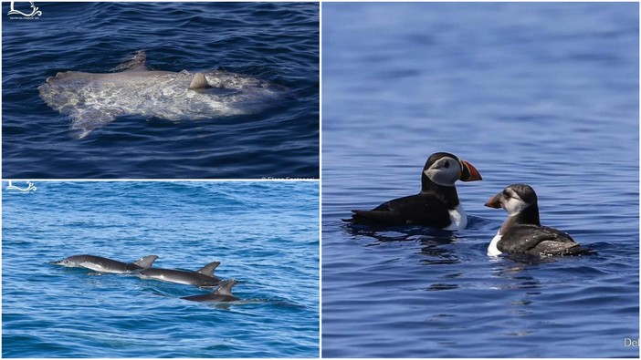 Sule, tartarughe, delfini, berte e pesci luna hanno trovato il loro habitat nel mare imperiese