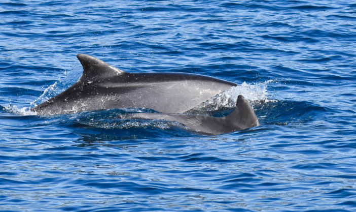 Pubblicato sul prestigioso portale Marine Biology un articolo sull’attività dei Delfini del Ponente