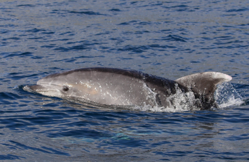 A Imperia un “Aperidolphin” per conoscere da vicino il mondo dei cetacei