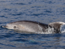 A Imperia un “Aperidolphin” per conoscere da vicino il mondo dei cetacei