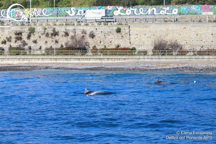 Tursiopi vicinissimi alla costa, iniziata la primavera dei cetacei (foto)