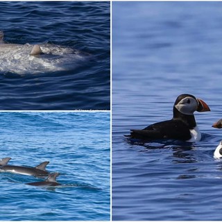 Sule, tartarughe, delfini, berte e pesci luna hanno trovato il loro habitat nel mare imperiese