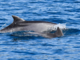 Pubblicato sul prestigioso portale Marine Biology un articolo sull’attività dei Delfini del Ponente