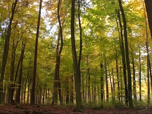 Rivianto dalla Ue il regolamento sulla deforestazione, Coldiretti: &quot;Un respiro per le imprese&quot;