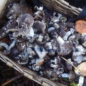 Raccolta funghi in sicurezza, i consigli del Gruppo micologico imperiese