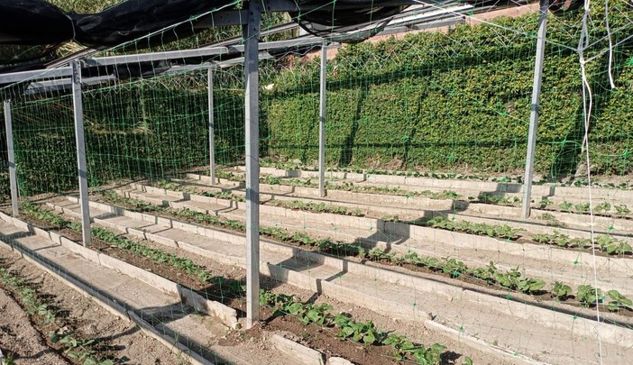 Il fagiolo bianco delle Alpi Liguri inserito nel Piano di sviluppo rurale di Regione Liguria