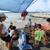 Animale spiaggiato a Santo Stefano, i bambini simulano un intervento di soccorso