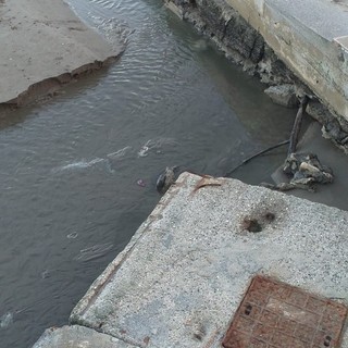 Situazione scarichi cittadini, ‘Diano Domani’: &quot;Da mesi la fogna cittadina si riversa in mare. È preoccupante”