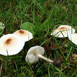 Attenzione ai funghi velenosi del Parco Urbano e in piazza della Vittoria a Imperia