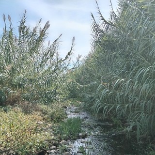 Il greto del torrente San Pietro, in alcuni punti del suo percorso, spaventa gli abitanti di Diano Marina