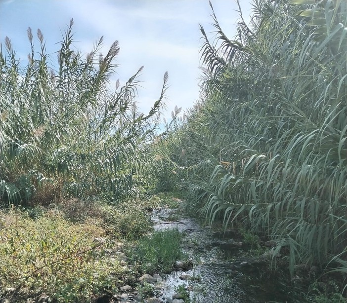 Il greto del torrente San Pietro, in alcuni punti del suo percorso, spaventa gli abitanti di Diano Marina