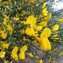 La ginestra, il fiore, tipico della Liguria ponentina, ha visto una fioritura anticipata