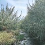 Il greto del torrente San Pietro, in alcuni punti del suo percorso, spaventa gli abitanti di Diano Marina