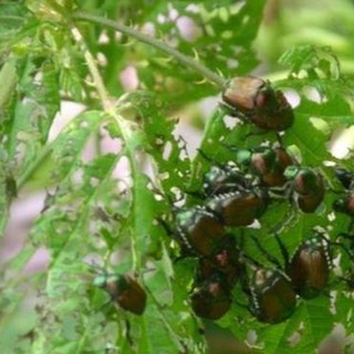 Liguria verde, Boeri (Coldiretti): “La globalizzazione porta dannosi organismi alieni”