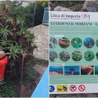 A Porto Maurizio ora  spuntano anche i ladri di agavi e cactus: piante sottratte sulla Passeggiata degli innamorati