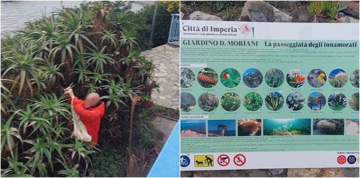 A Porto Maurizio ora  spuntano anche i ladri di agavi e cactus: piante sottratte sulla Passeggiata degli innamorati