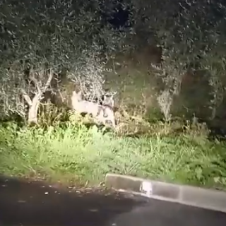 La passeggiata di due lupi nella stazione di servizio 'Le Cave' in via Nazionale (video)