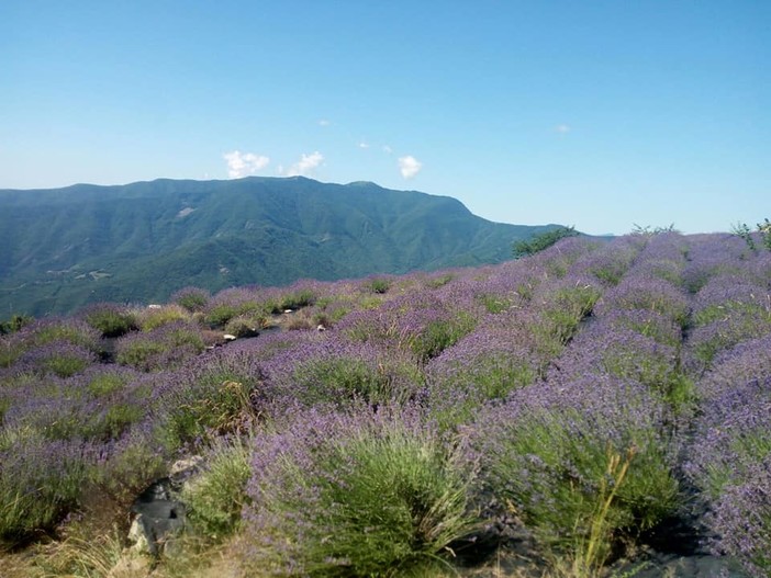 Festa della lavanda a Cosio d'Arroscia