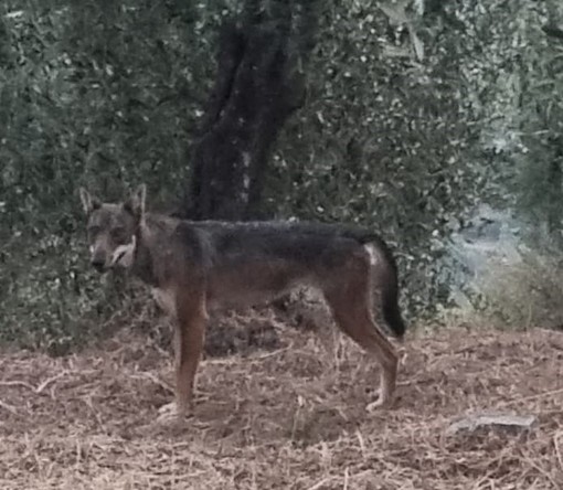 E' allarme lupi a Prelà. L'avviso del vicesindaco: &quot;Non si può continuare così, servono interventi radicali”