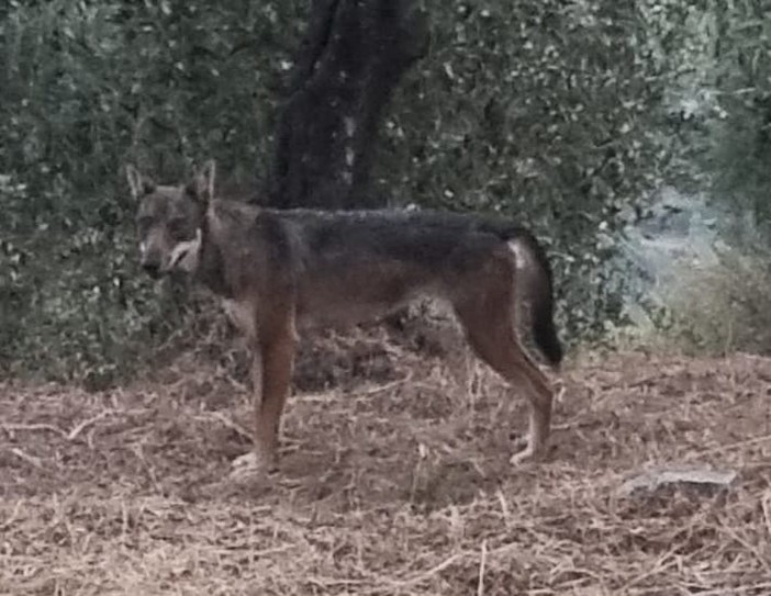 Dianese nella morsa dei lupi, i sindaci scrivono a Toti e Piana