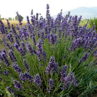 OliOliva: i produttori Lavanda della Riviera dei Fiori promuovono insieme a Cna Imperia i festeggiamenti dei 10 anni di progetto