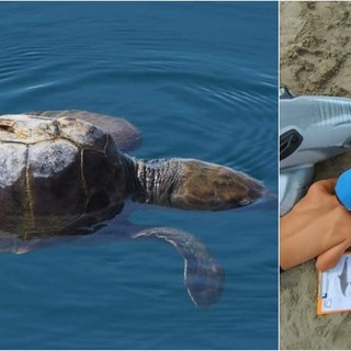 A San Bartolomeo un laboratorio per baby sentinelle delle tartarughe marine